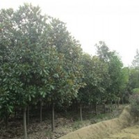 安徽肥西供应优质绿化小苗黄连木 广玉兰 桂花 朴树 木瓜 乌桕 三