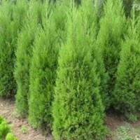 苗圃桧柏价格 最新桧柏价格信息