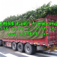 法国冬青价格_法国冬青基地