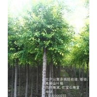 农户出售金叶榆地接。高接