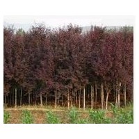优质红叶李苗木供应商