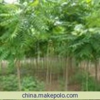 火炬树 河北火炬树 保定火炬树 火炬树小苗