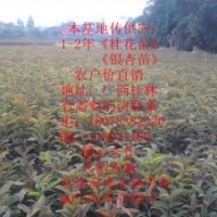 专供1-2年〈银杏小苗，桂花小苗》