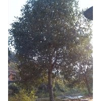 低价供应桂花苗/桂花苗木/桂花树