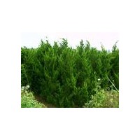 1米龙柏价格-2.5米龙柏价格-4米龙柏价格