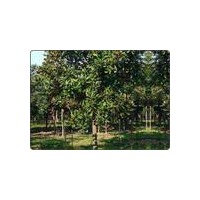 广玉兰价格报价-2013年广玉兰小苗价格报价