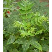 红油香椿苗，香椿树苗，山东香椿苗