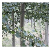 超低供毛白杨/107速生杨/法桐/国槐/白蜡/千头