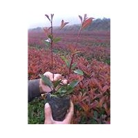 红叶石楠