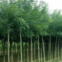 大量出售国槐，安徽合肥国槐树