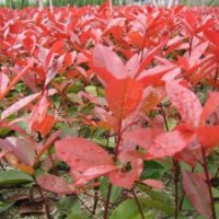 售红叶石楠.黄杨,冬青.龙柏.塔柏.蜀桧.水腊