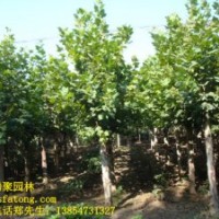 造型法桐1--4年帽 造型白腊1--4年帽 造型国槐1--2年