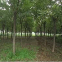 大量供应各种绿化苗木，合欢，白蜡，国槐