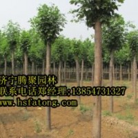 供10一15公分定干白蜡,2000棵10一20定干造型法桐