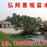 白蜡、速生白蜡2号、耐盐碱柽柳、国槐