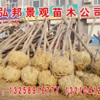 3-10公分定杆2年帽白蜡，国槐，法桐，速生白蜡