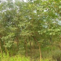 乔木：黄花风铃