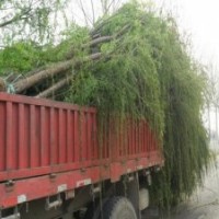 1-10公分柳树价格10公分垂柳厂家15公分旱柳千亩批发