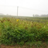 内蒙花灌木珍珠梅 沙地云杉、沈阳桧柏、侧柏 紫丁香、红丁香、四