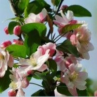 八棱海棠树展现的四季之美