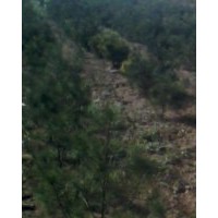 急售白皮松1600棵，五角枫2000棵，侧柏