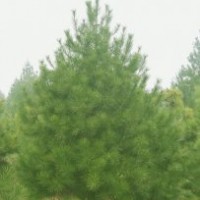供应六米白皮松