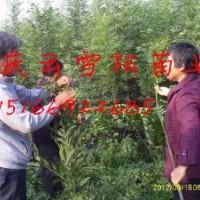 东（冬）红欧洲白蜡哪里最便宜？