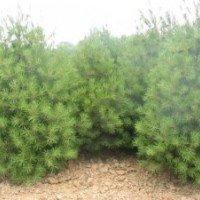 供应山西白皮松白皮松小苗营养钵白皮松