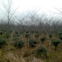 供应南京优质榉树出售