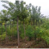 国槐价格2013年国槐经济价格