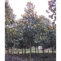 成都广玉兰基地常年供应 优质广玉兰