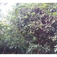 桂花树 桂林桂花树 成都桂花树 贵州桂花树 重庆桂花树