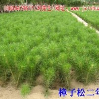 供应樟子松/毛白杨/紫叶矮樱/香花槐/核桃苗/核桃树