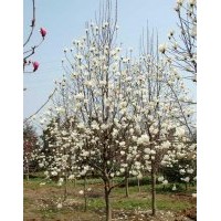 广，红，白，黄，紫玉兰