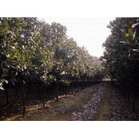 广玉兰等玉兰系列品种