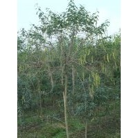 黄花槐 成都精品黄花槐