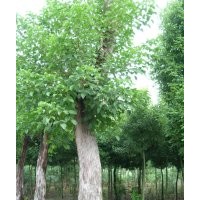 精品成都重阳木 三叶树