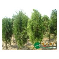 侧柏,国槐,皂角