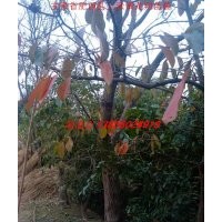 乌桕树 红叶乌桕 乌桕等合肥苗木