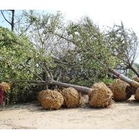 白蜡胸径2--20公分白蜡 1--6年帽