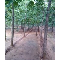 旭东银杏最新价格