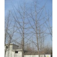 供应15公分银杏树