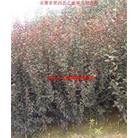 2013年春季小苗供应-红叶李 三角枫 木瓜