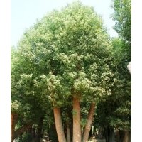 供应直径18-30厘米(公分)移植骨架香樟