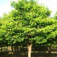 2013年香新园林大量供应：10-90公分野生香樟