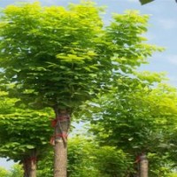 国槐，毛白杨，垂柳，速生柳，白蜡，法桐，椿树，合欢等