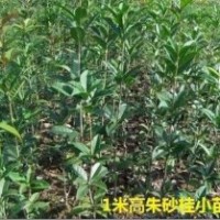 出售60-1米高优质朱砂桂小苗