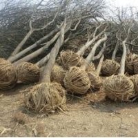 国槐价格 国槐报价价格