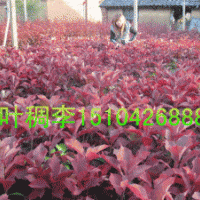 紫叶稠李，金叶复叶槭，红叶李，五角枫