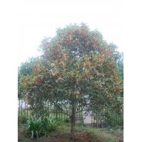 供应状元红桂花